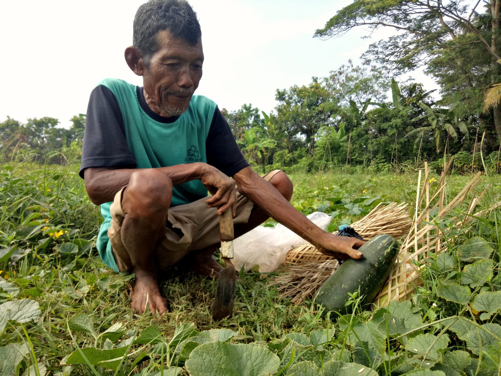 Tayib, petani Silirejo saat memanen timun suri di kebunnya.