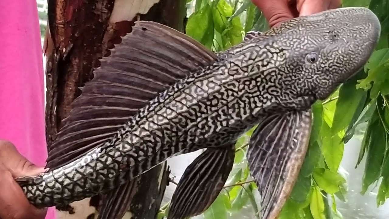 Ikan sapu-sapu atau pangasius . Dok: Eranasional/HO ***.