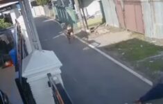 CCTV merekam detik-detik pria di Banjarmasin tewas terseret sapi kurban yang ngamuk. (Foto: CCTV Warga)