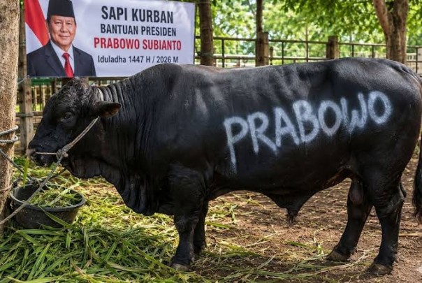 Sapi kurban Presiden Prabowo Subianto. (Foto: Satpres)