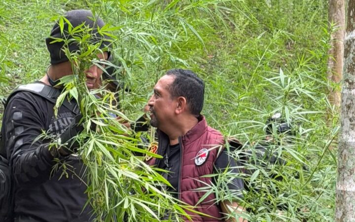 Ladang ganja di Aceh Utara digrebek TNI/Polri. (Foto: Dok. Polisi)